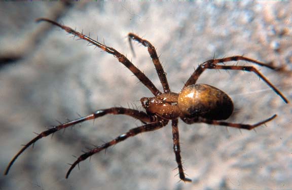 Spinne